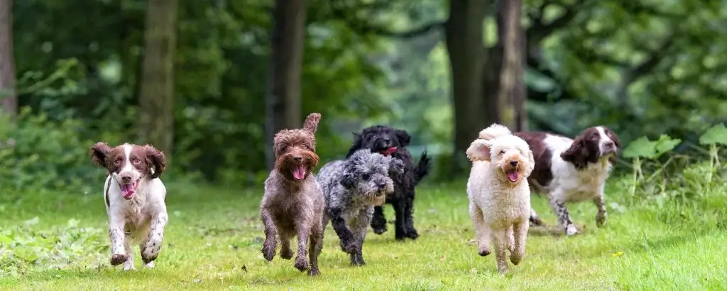 running dogs