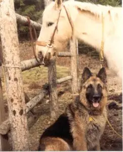 timmy and horse