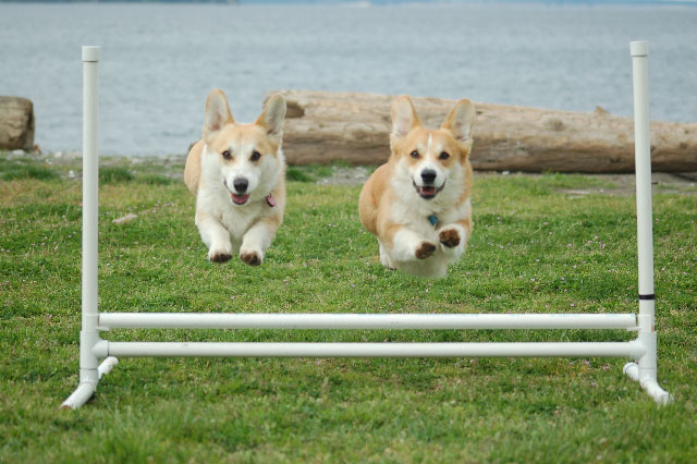 frodo and sam