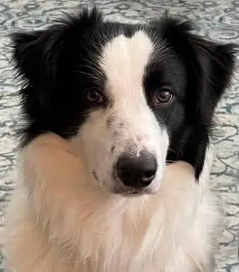 tommy portrait